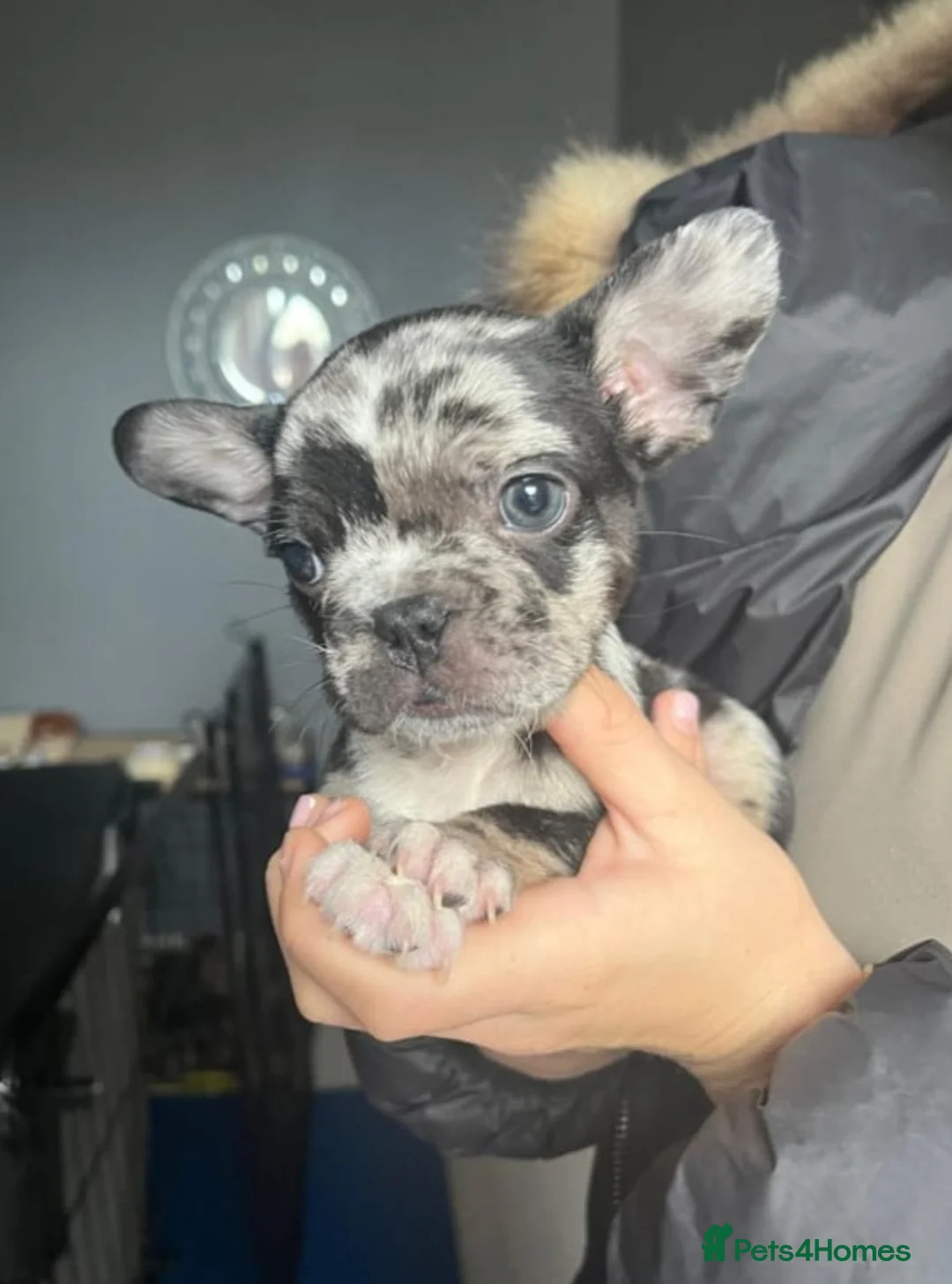 French Bulldog dogs for sale: 8 French Bulldogs in Romford - Advert 11