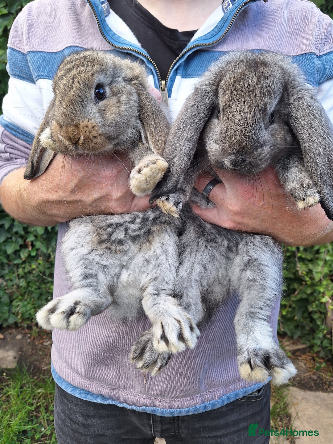 French Lop rabbits for sale: Baby Giant French Lop rabbits7 - Image 3