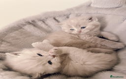 British Shorthair cats for sale: Adorable Purebred British Shorthair Kittens 🐾 - Image 6