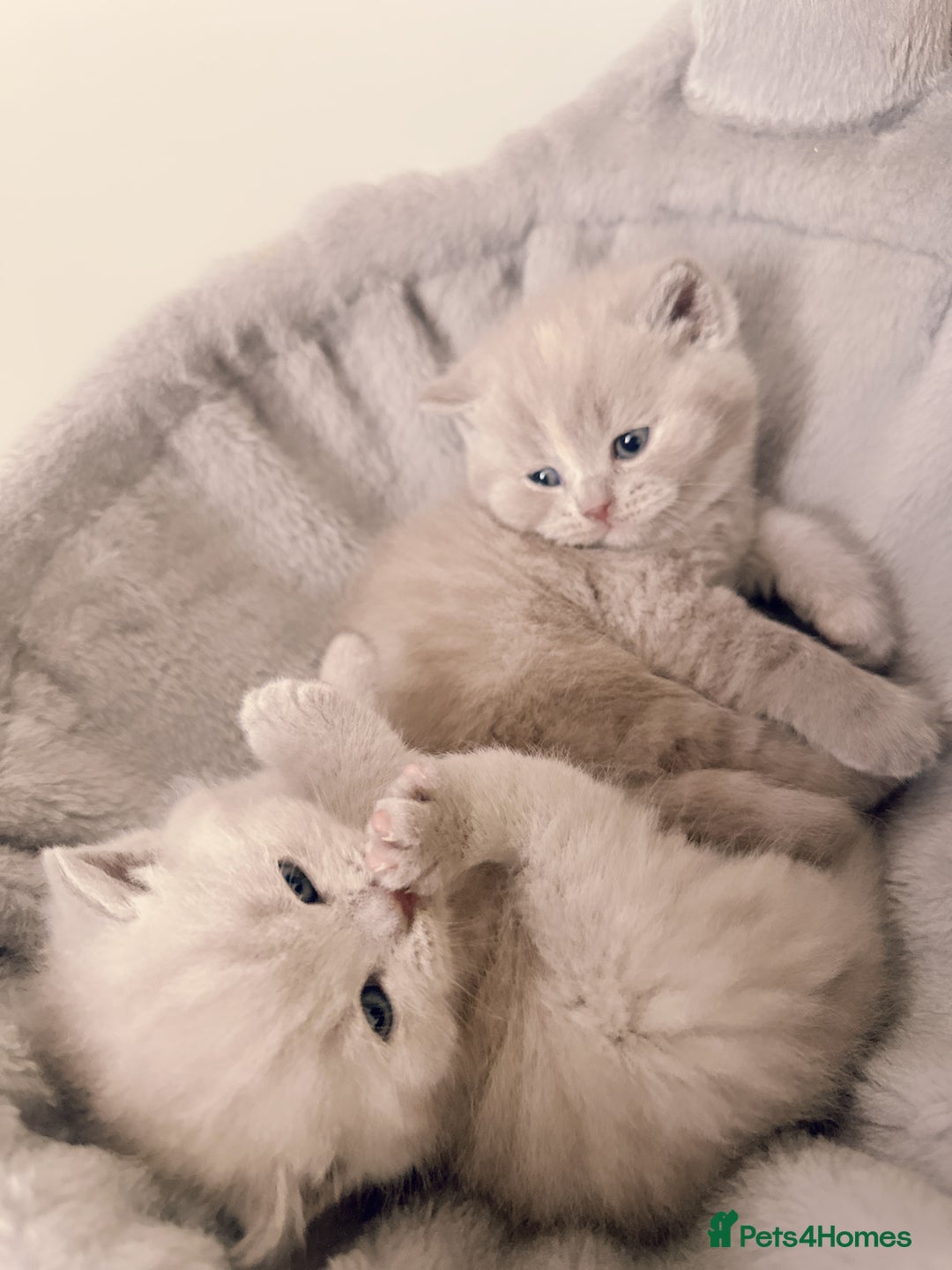 British Shorthair cats for sale: Adorable Purebred British Shorthair Kittens 🐾 - Image 6
