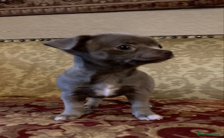 Chihuahua dogs - Advert 5