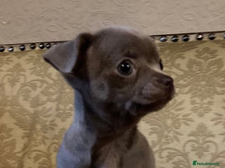 Chihuahua dogs - Advert 6