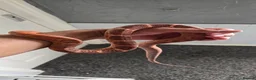 Corn Snake reptiles for sale: Adult Pair Scaleless and Microscaless corn snakes - Advert 4
