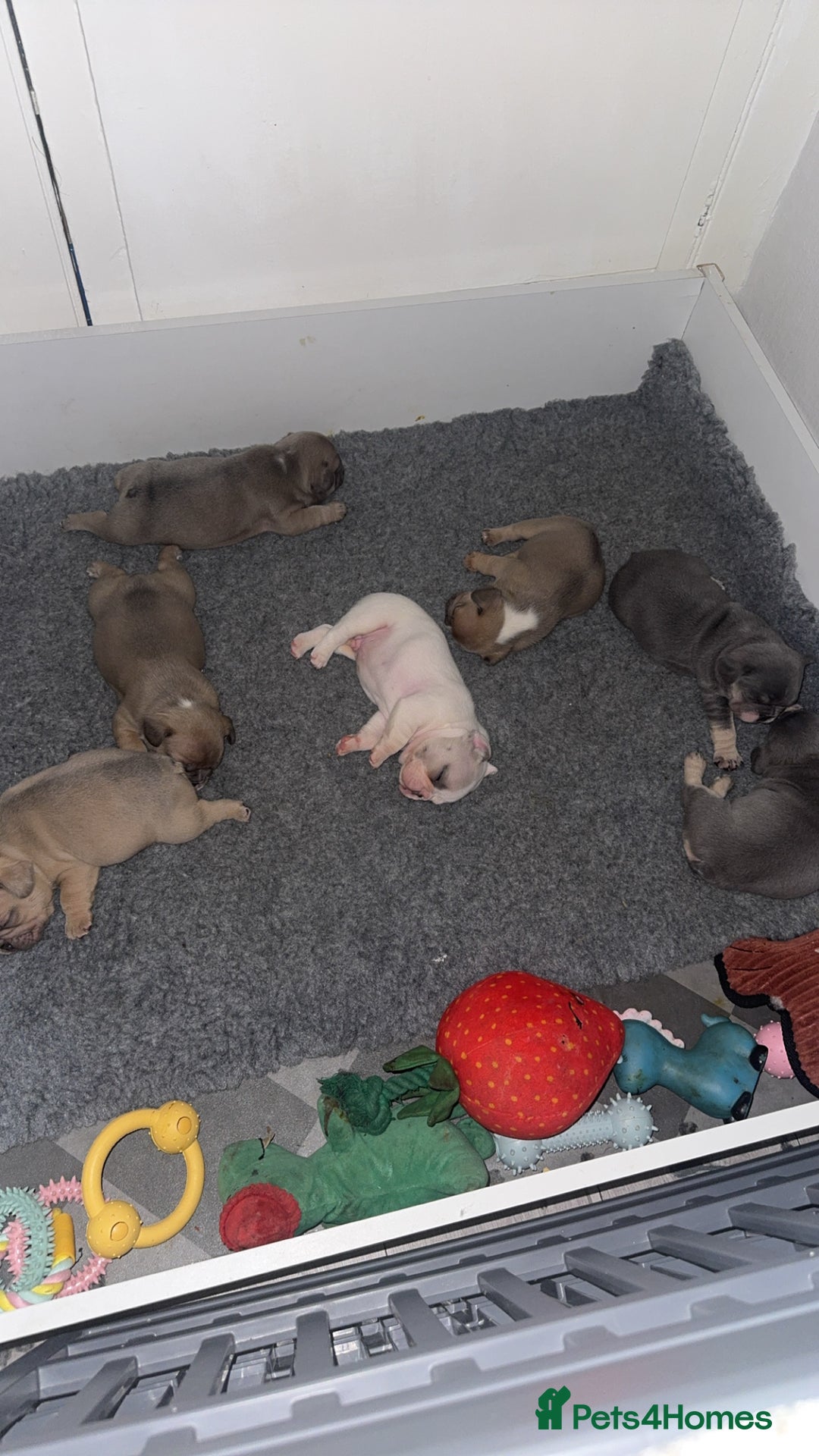 French Bulldog dogs for sale: 🐾✨ Adorable Frenchies ready now ✨ 🐾 DWKC  - Advert 11