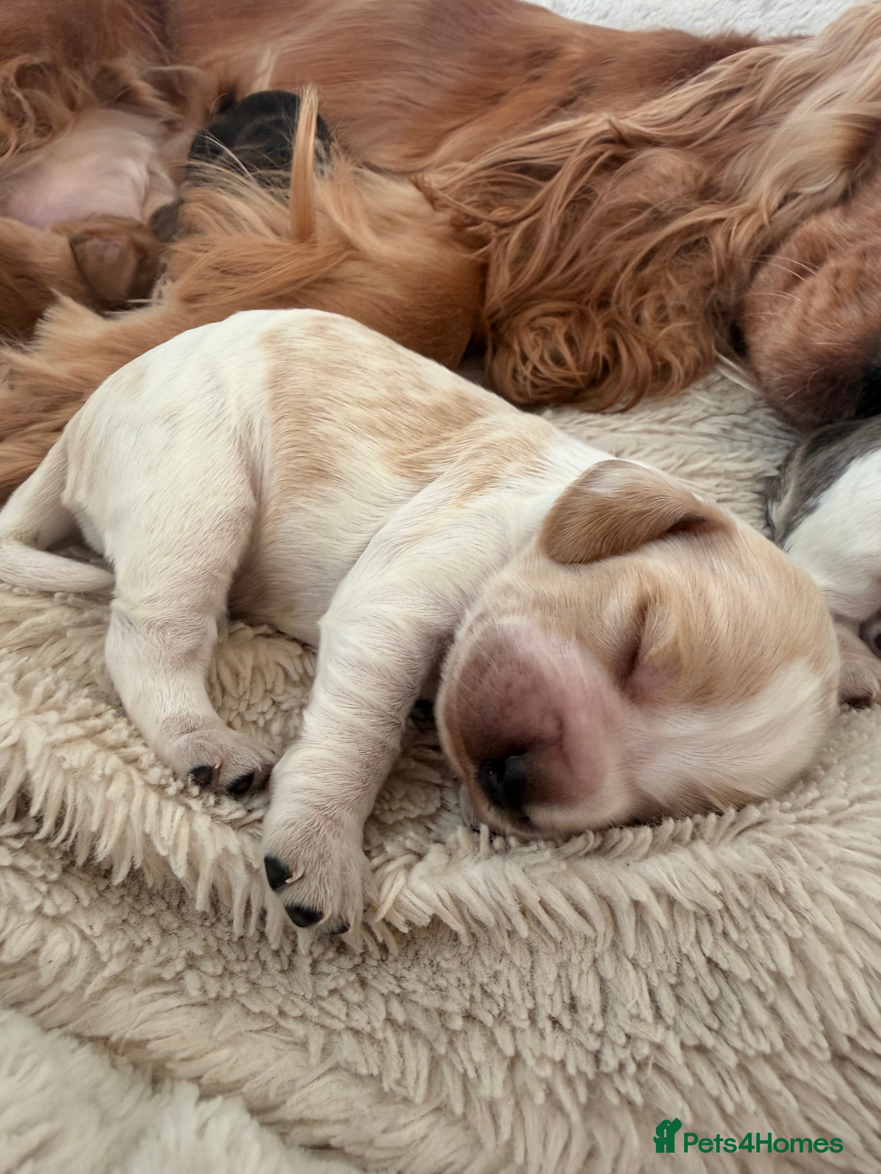 Cocker Spaniel dogs Adorable show cocker spaniel boys!  - Advert 1