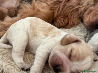 Cocker Spaniel dogs Adorable show cocker spaniel boys! - Advert 1