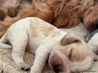 Cocker Spaniel dogs Adorable show cocker spaniel boys! - Advert 10