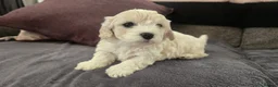 Cavachon dogs for sale: Cavachon - Advert 17