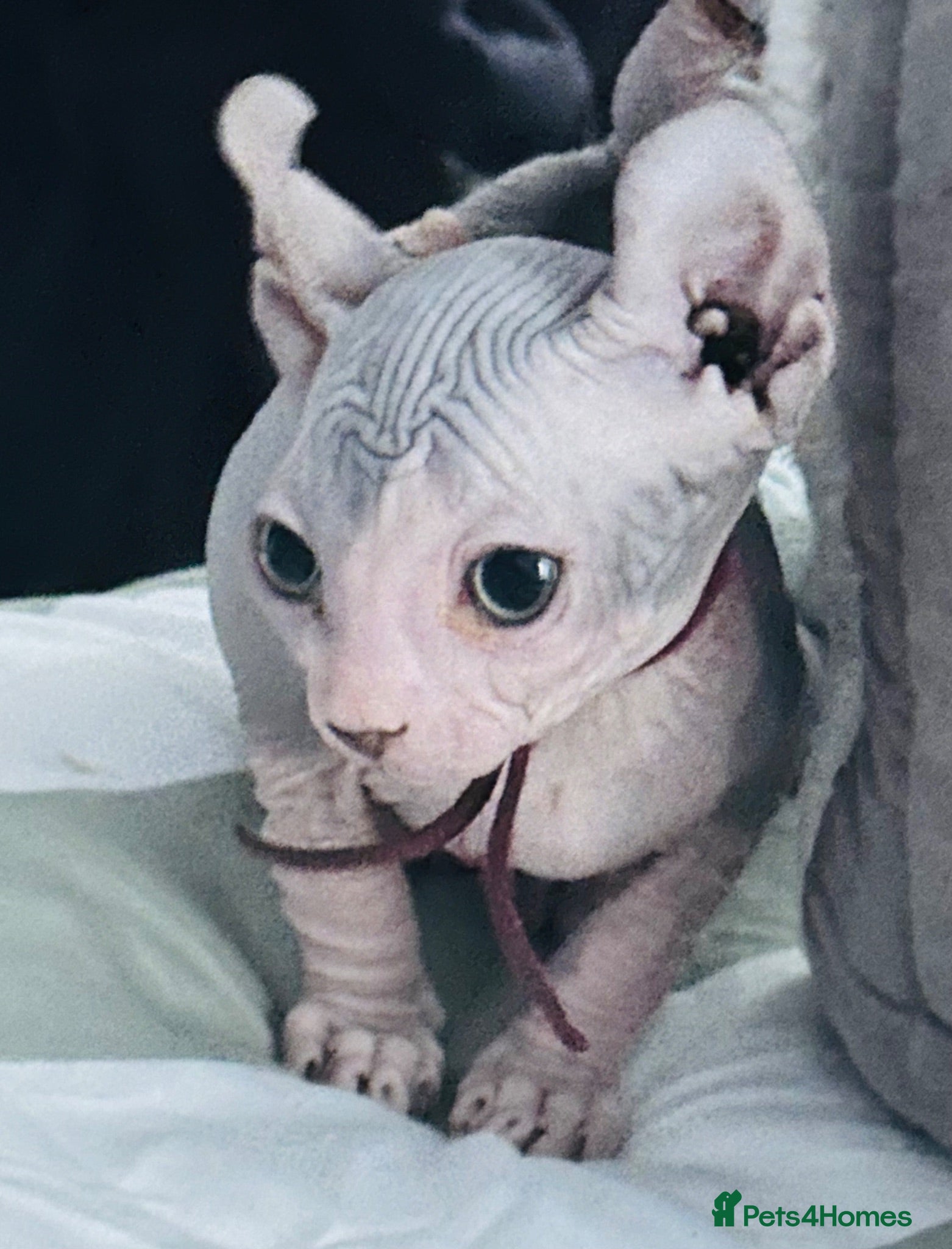 Sphynx cats Just 2 gorgeous boys left now - Advert 3