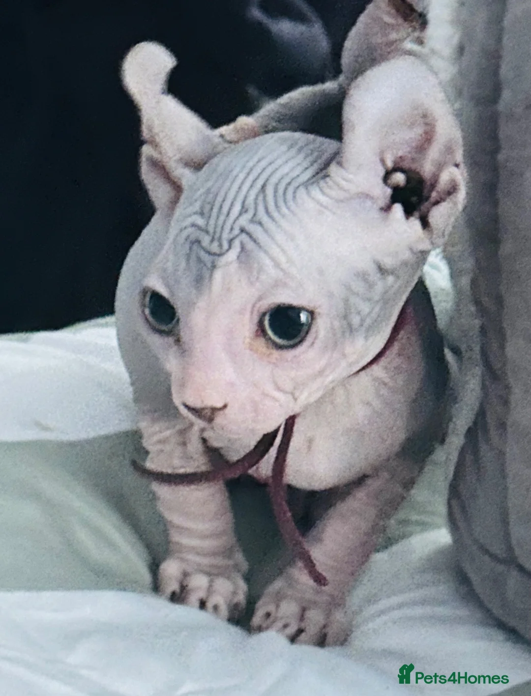 Sphynx cats for sale: Just 2 gorgeous boys left now - Advert 2