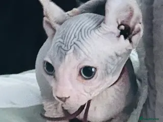 Sphynx cats Just 2 gorgeous boys left now - Advert 3