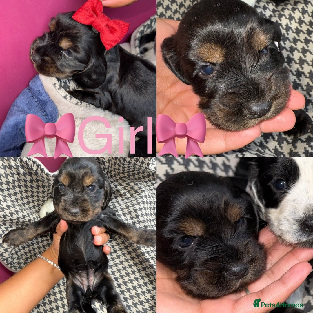 Cocker Spaniel dogs for sale: Cocker spaniel puppy’s - Image 11