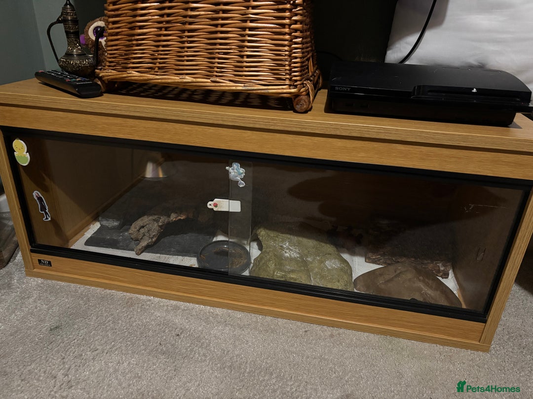 Leopard Gecko reptiles for sale: Female leopard gecko for rehoming  - Advert 2