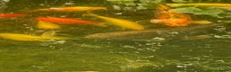 Koi Carp fish for sale: Koi Carp for Sale (rehoming due to baby and dog)  - Advert 27