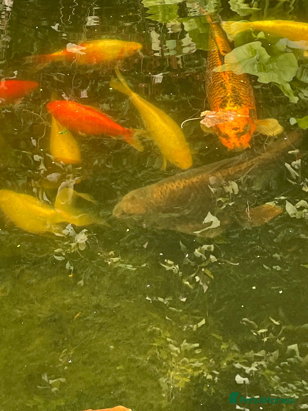Koi Carp fish for sale: Koi Carp for Sale (rehoming due to baby and dog)  - Advert 27