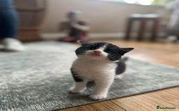 Mixed Breed cats for sale: Kittens for sale Carlisle  - Image 6