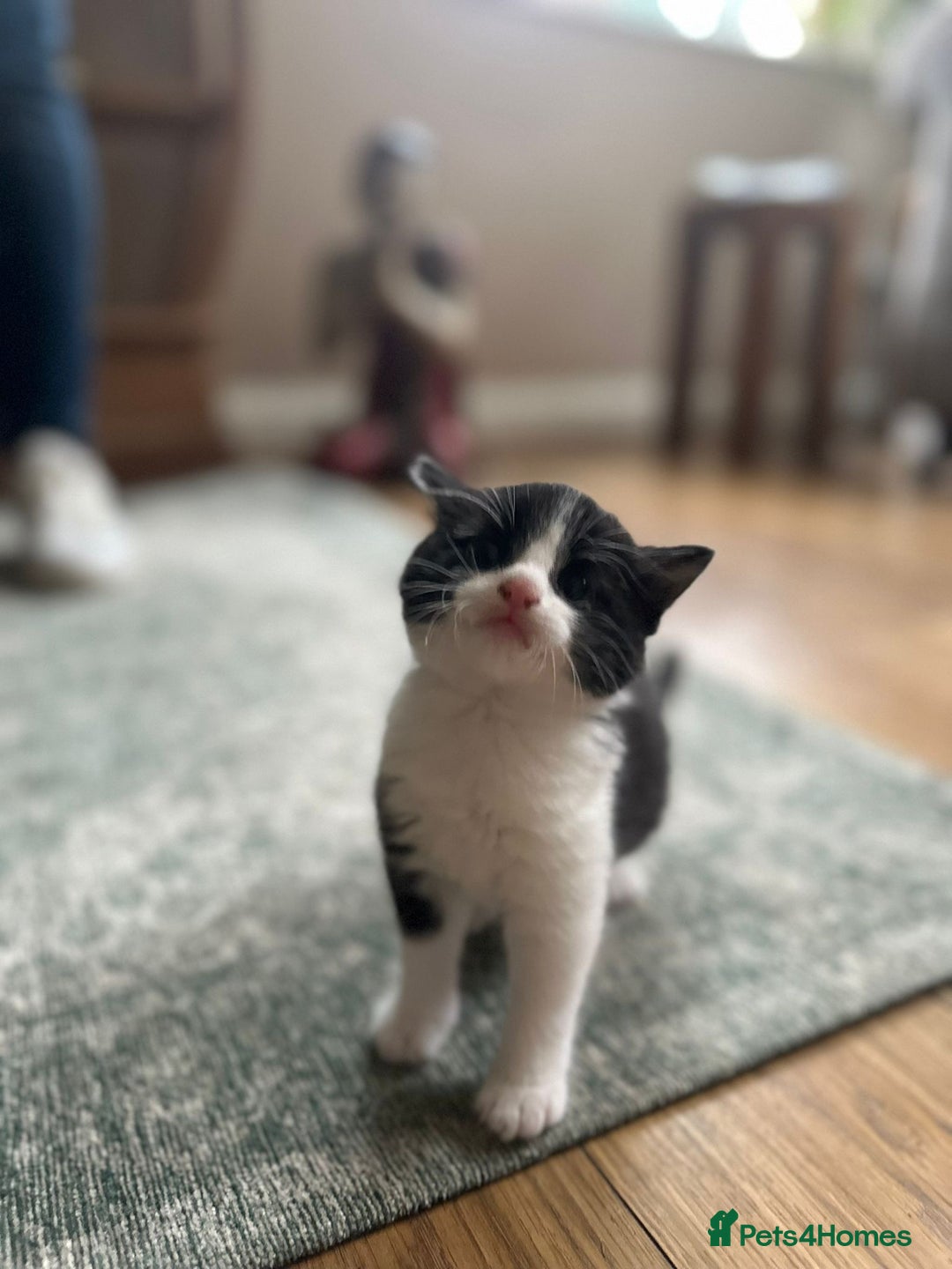 Mixed Breed cats for sale: Kittens for sale Carlisle  - Image 6