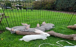 Continental Giant rabbits for sale: Beautiful Pure Giant Continental Babies  - Image 21