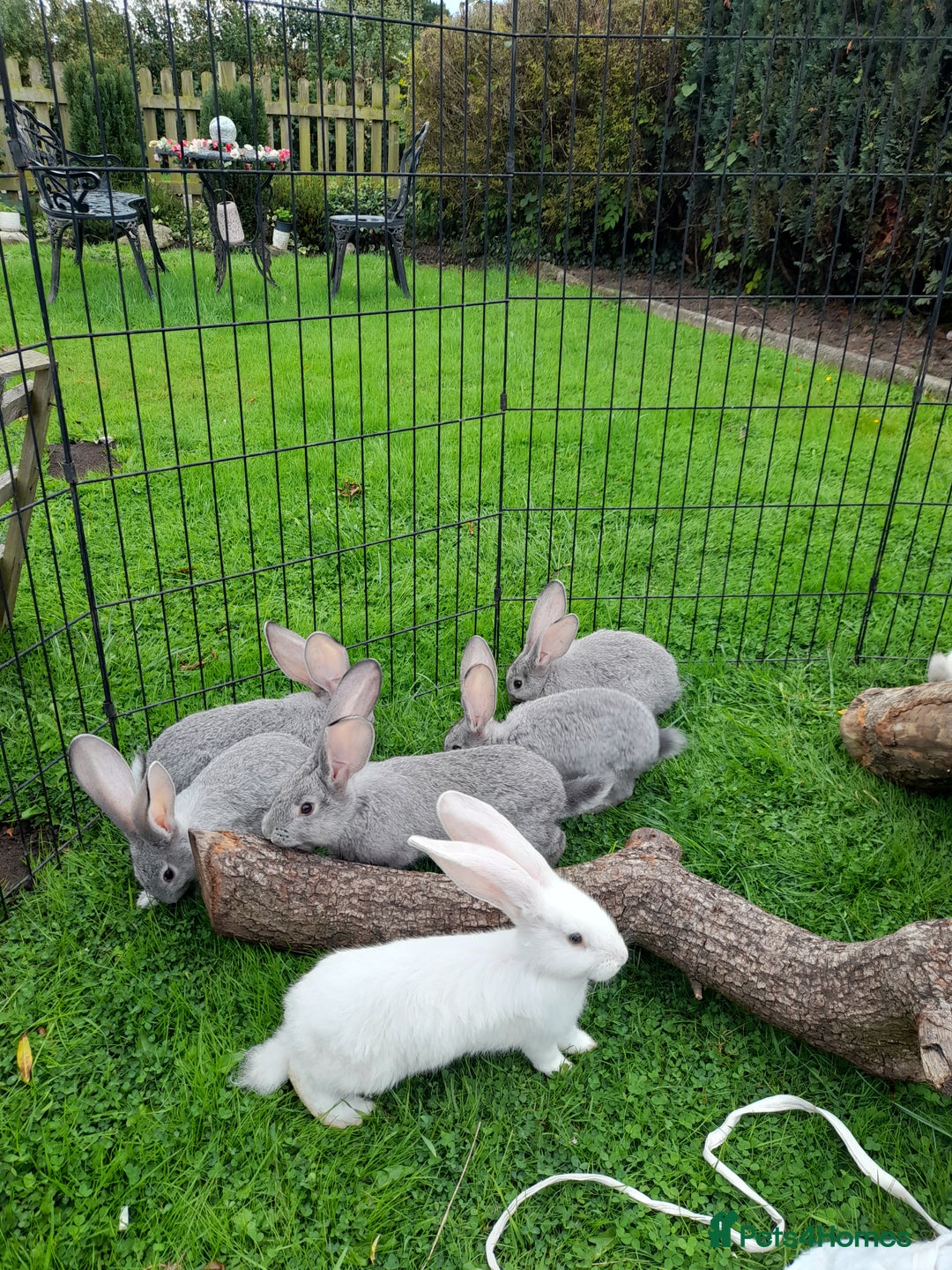 Continental Giant rabbits for sale: Beautiful Pure Giant Continental Babies  - Image 21