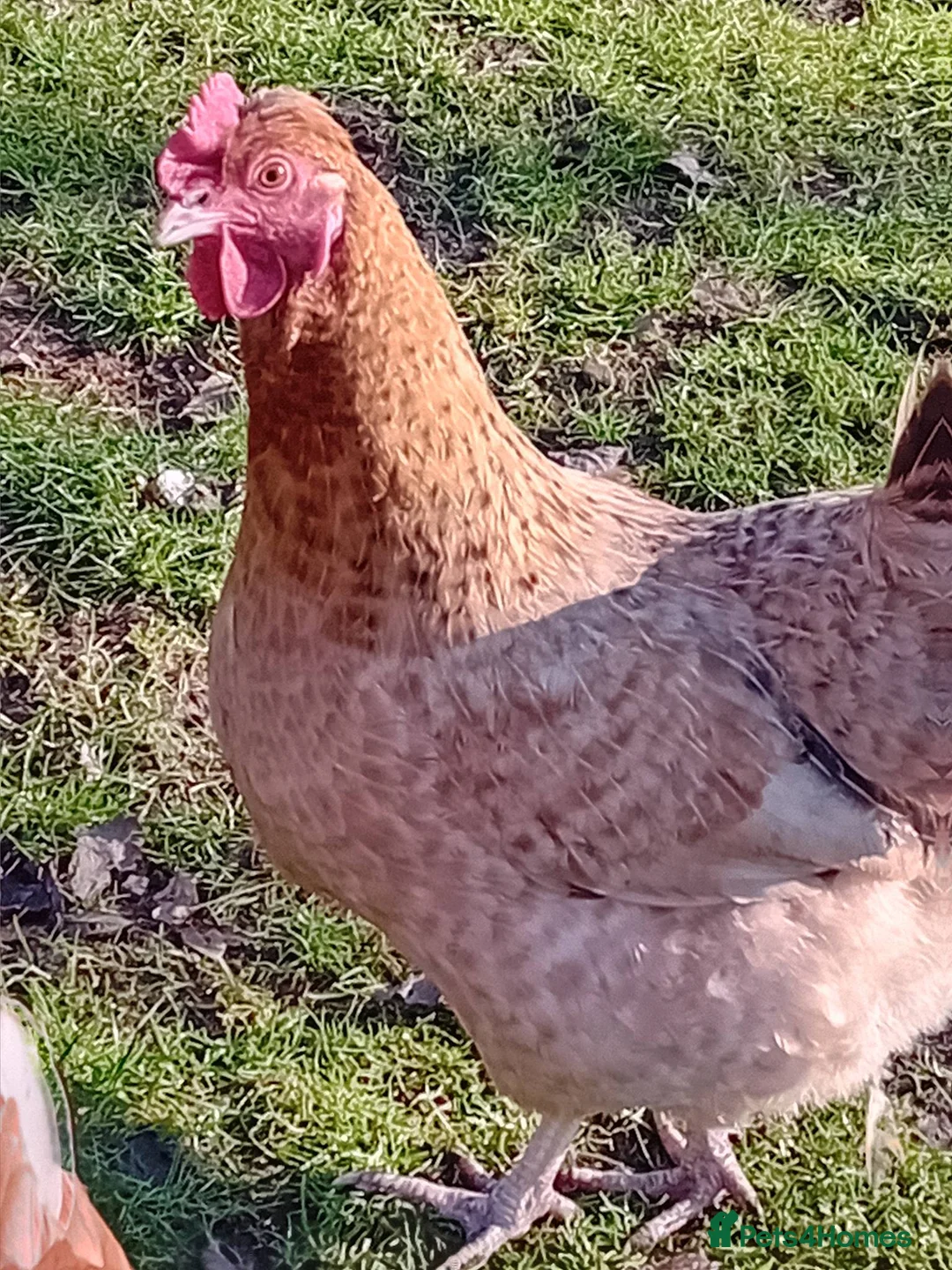 Chickens poultry for sale: Chicks looking for loving homes 🐥 - Advert 6