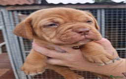 Dogue De Bordeaux dogs for sale: Dogue de Bordeaux pups  - Image 1