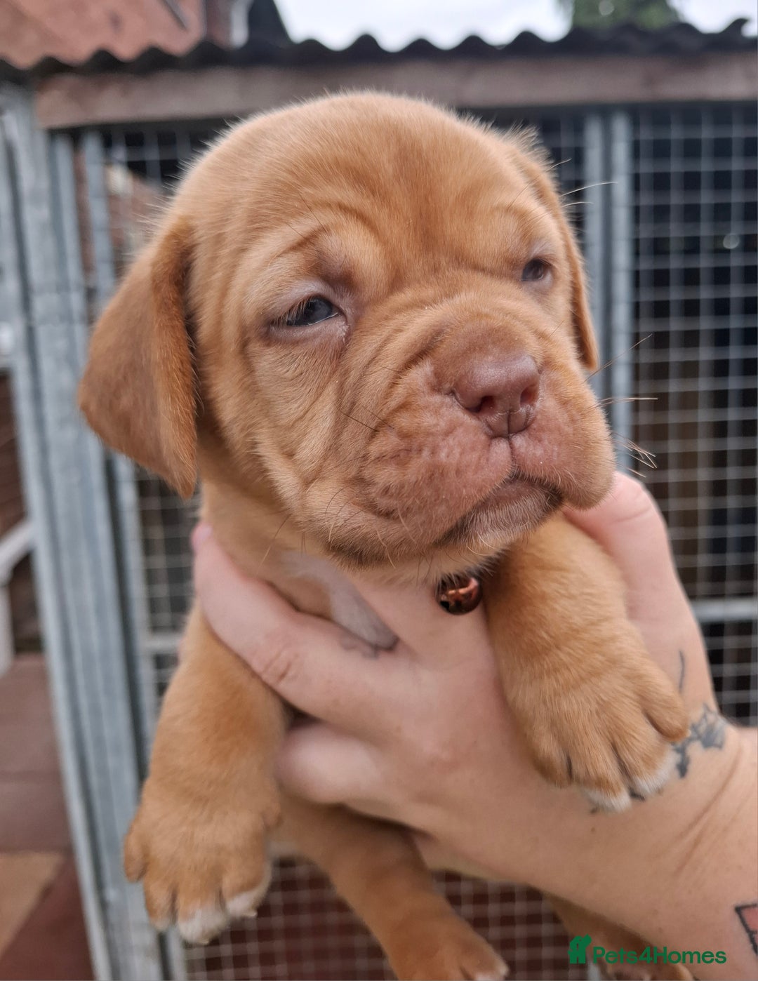 Dogue De Bordeaux dogs for sale: Dogue de Bordeaux pups  - Image 1