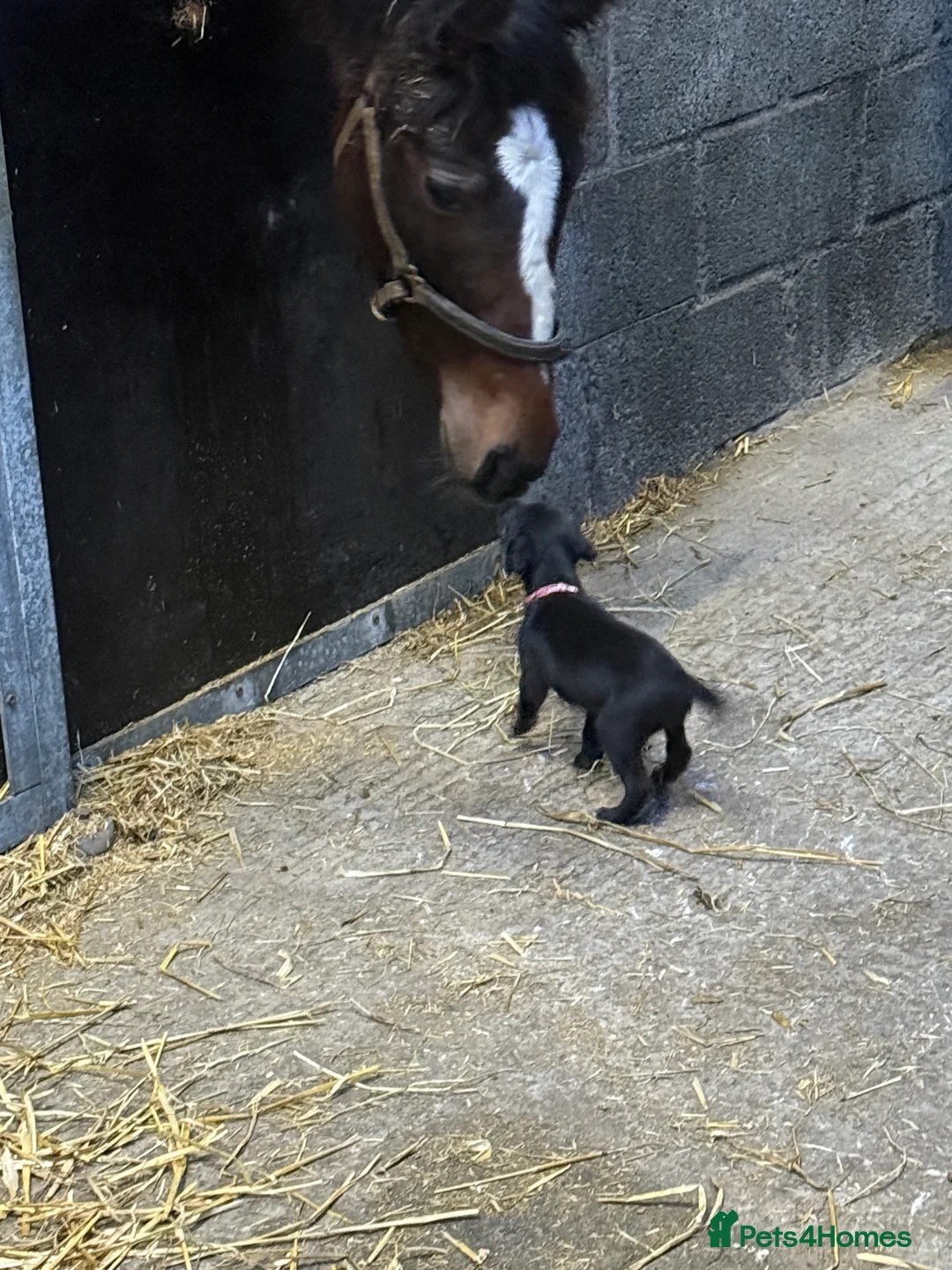 Mixed Breed dogs for sale: First cross Bedlington Whippets  - Advert 9