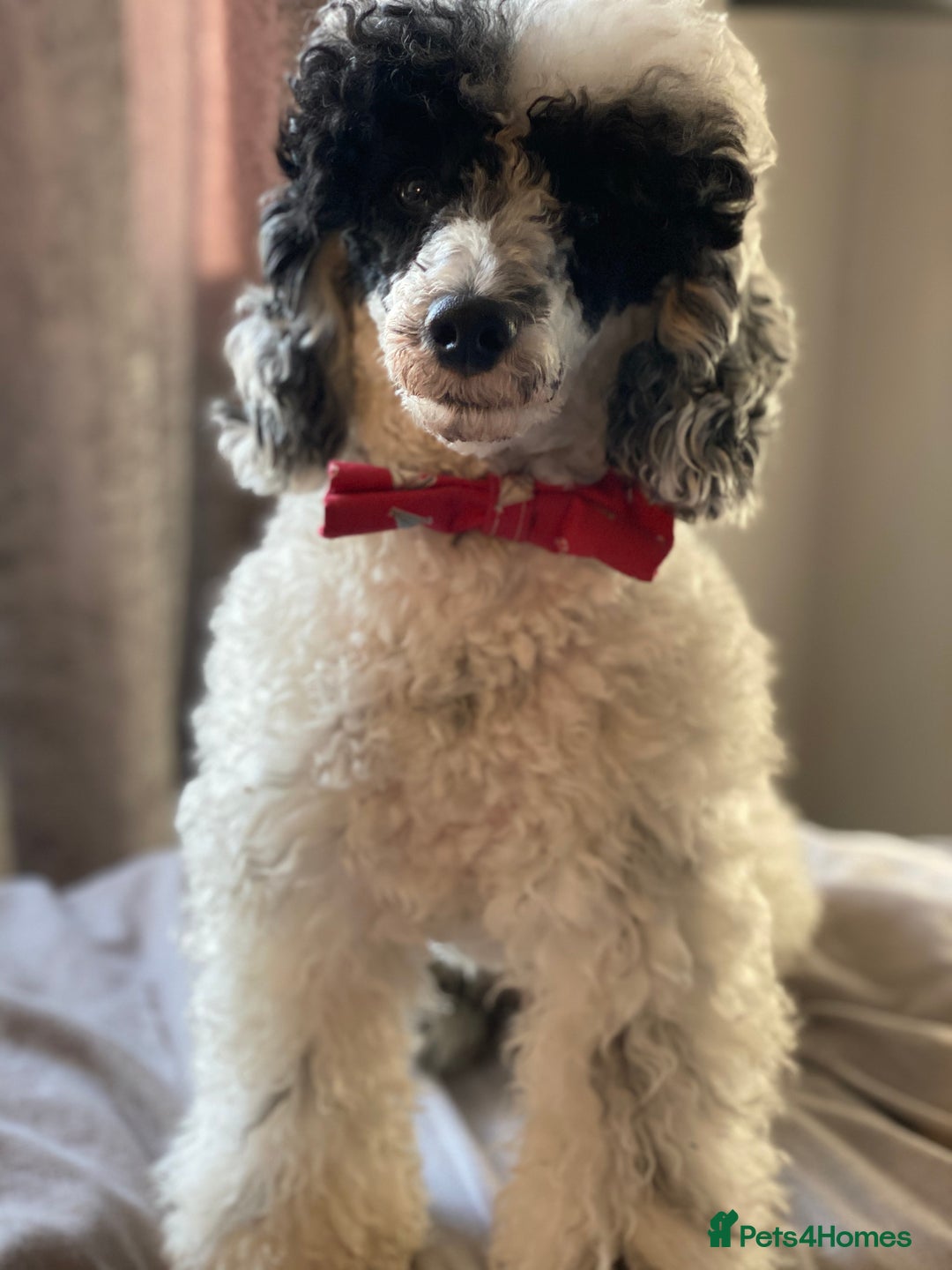 Toy Poodle dogs for stud: Parti Toy Poodle KCregistered PRA PRCD NEG proven - Image 12