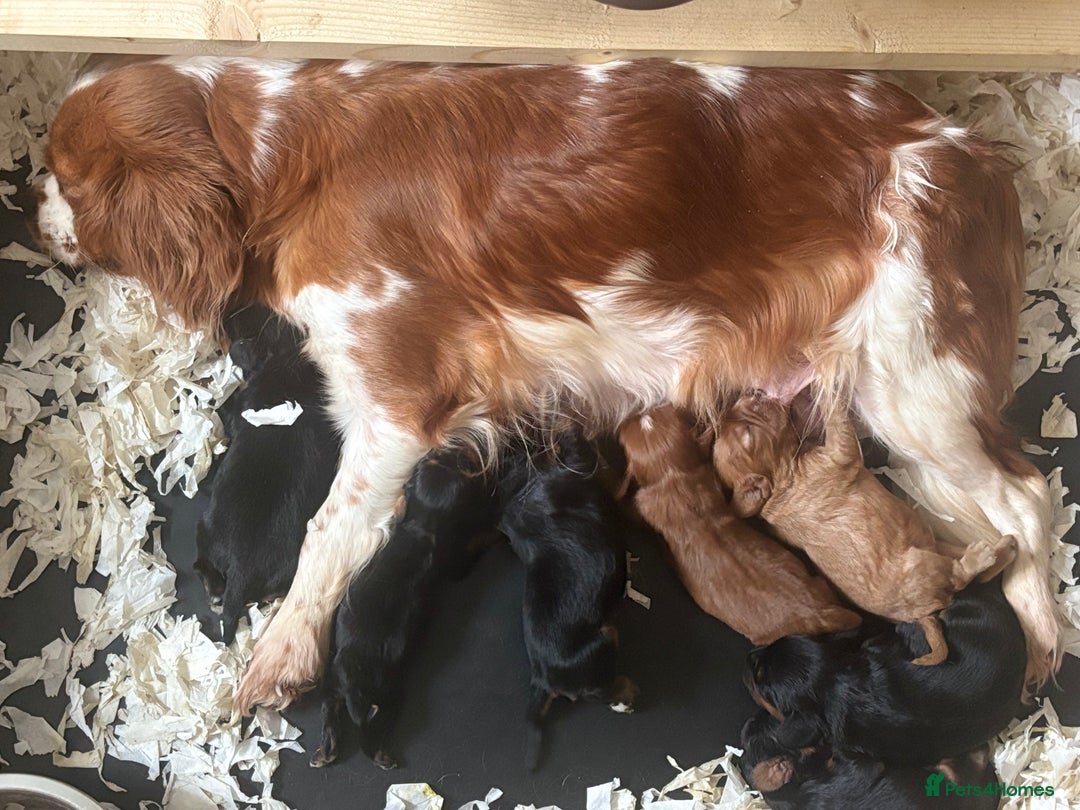 Cavalier King Charles Spaniel dogs for sale: 🐶KC REG, EXTENSIVELY HEALTH TESTED CAVALIER 🐶  - Advert 23