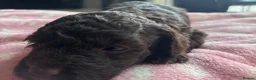 Labradoodle dogs for sale: Adorable miniature Labradoodle puppies  - Advert 9