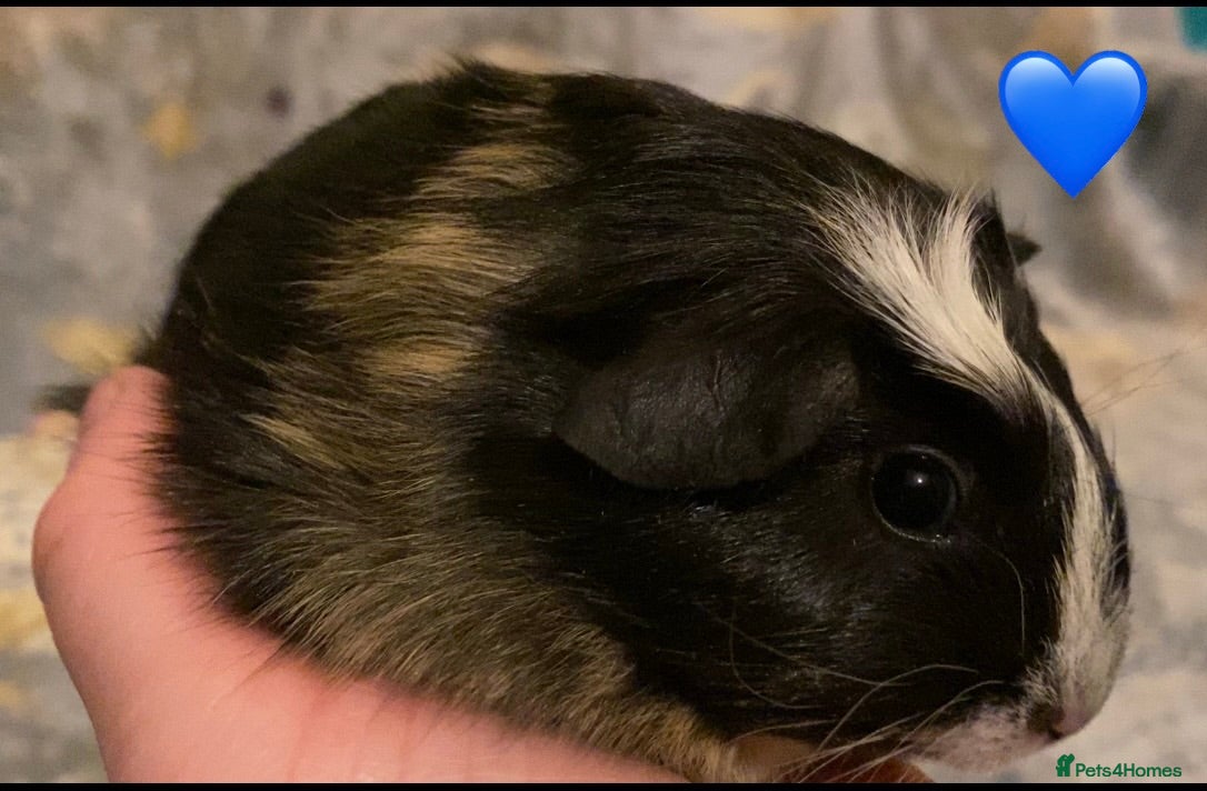 Guinea Pig rodents Gorgeous baby Guinea pigs - Advert 21