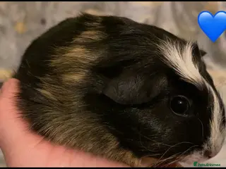 Guinea Pig rodents Gorgeous baby Guinea pigs - Advert 21