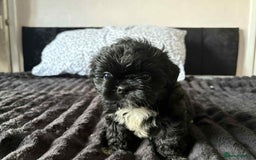 Mixed Breed dogs for sale: Beautiful pups - Image 5