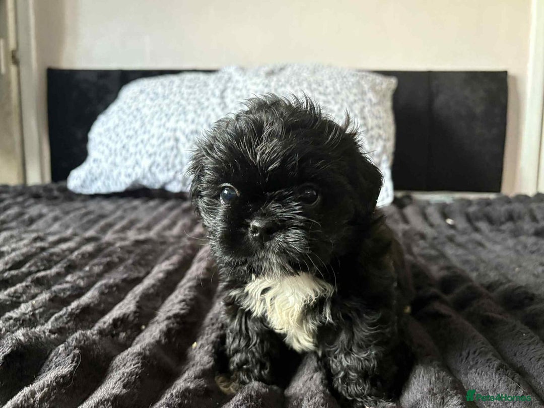 Mixed Breed dogs for sale: Beautiful pups - Image 5