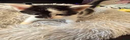 Mixed Breed cats for sale: 3 beautiful mixed girl kittens  in Stourport-on-Severn - Advert 2