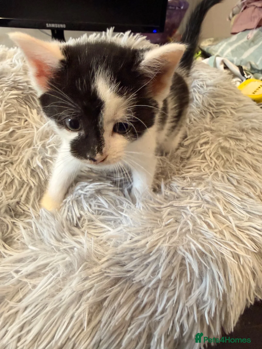 Mixed Breed cats for sale: 3 beautiful mixed girl kittens  in Stourport-on-Severn - Advert 2