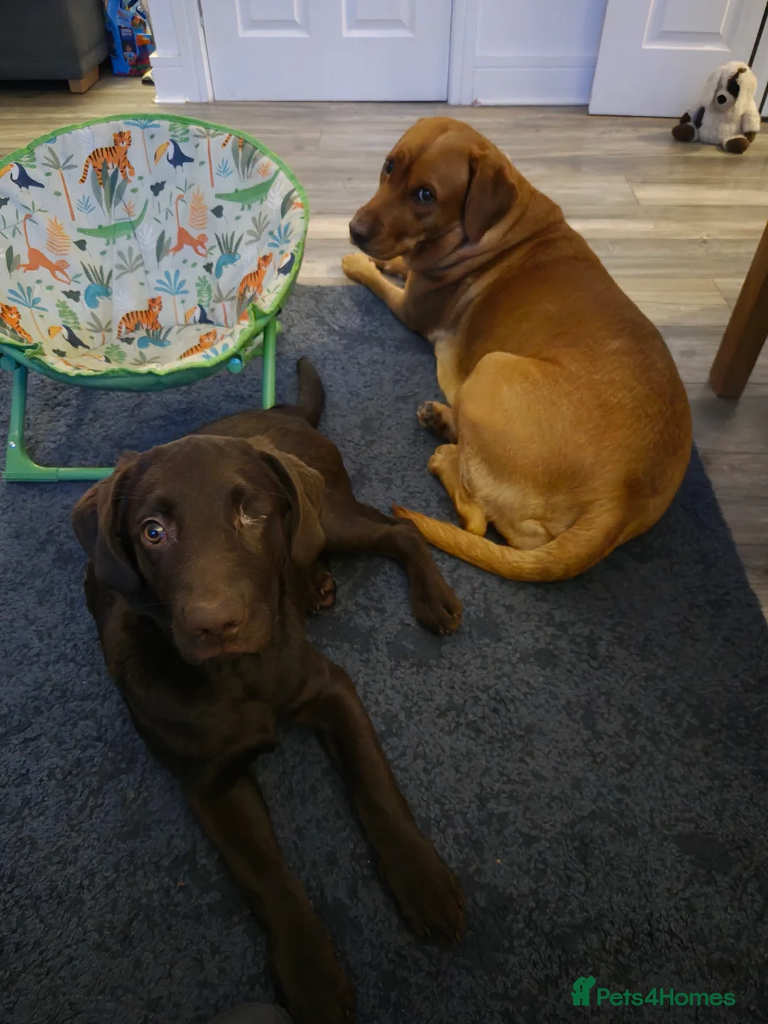 Mixed Breed dogs for sale: Yogi  - Advert 3