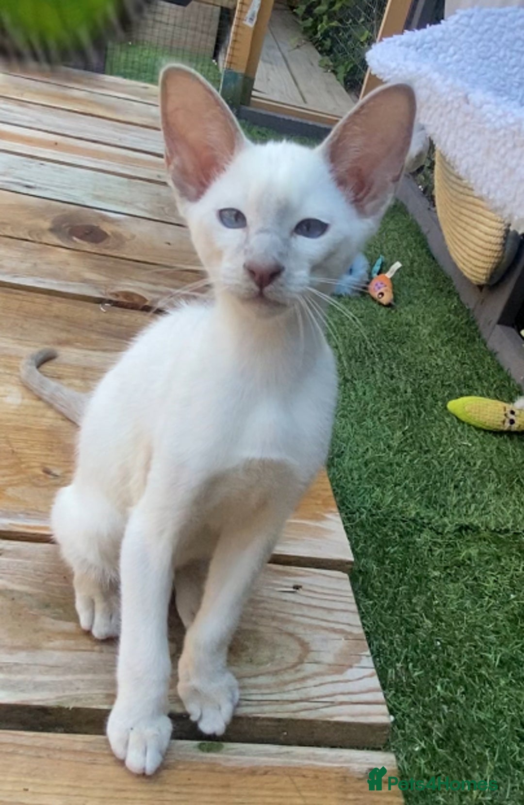 Mixed Breed cats for sale: Oriental X Siamese  - Image 12