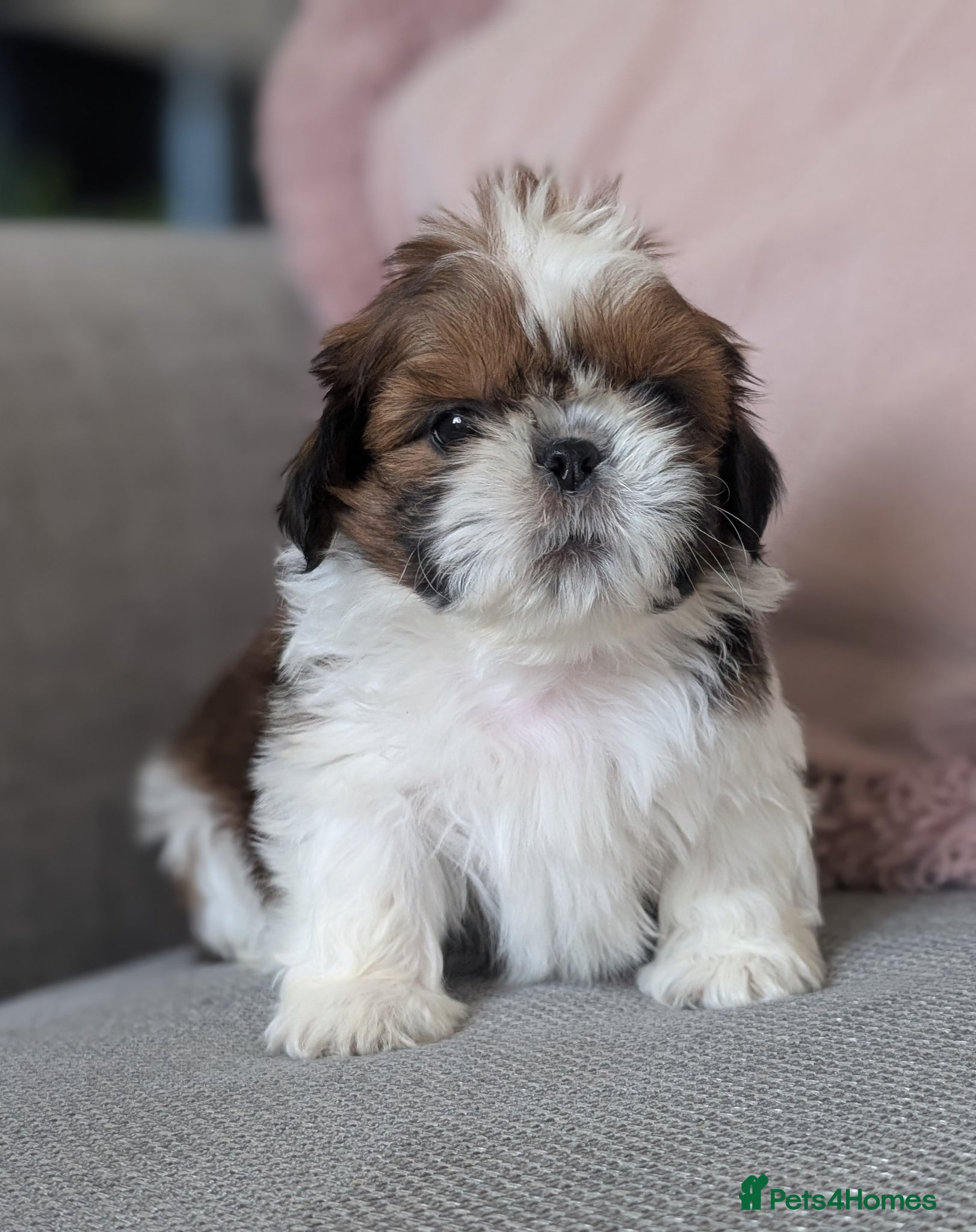 Shih Tzu dogs Beautiful Boy's From Show Lines  - Advert 20