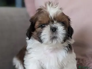 Shih Tzu dogs Beautiful Boy's From Show Lines - Advert 20
