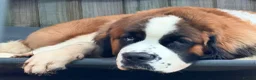 Saint Bernard dogs for sale: Beautiful kc reg 7month old Saint Bernard female  - Advert 4