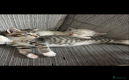 Ragdoll cats for sale: ONE BOY LEFT  Ragdoll cross kittens for sale  - Image 10