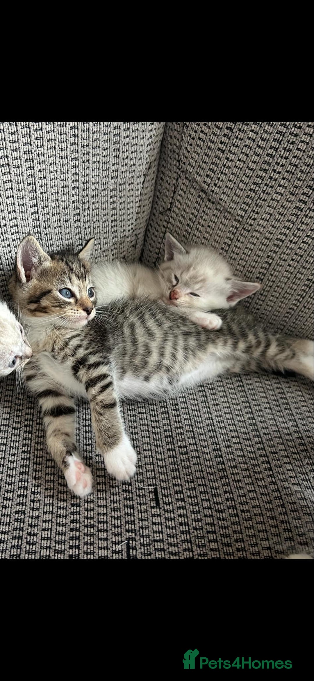 Ragdoll cats for sale: ONE BOY LEFT  Ragdoll cross kittens for sale  - Image 10