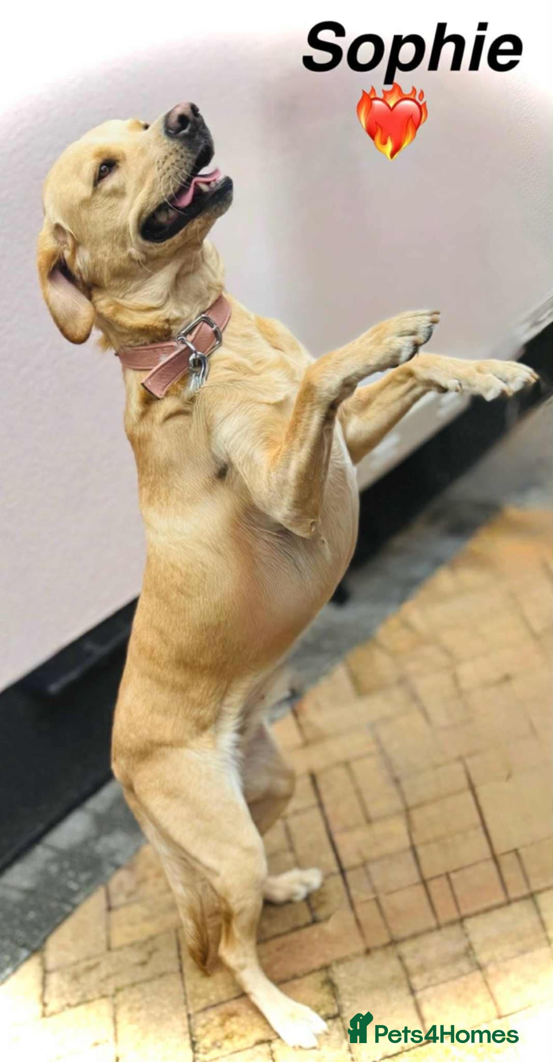 Labrador Retriever dogs for sale: Labrador girl - Advert 2