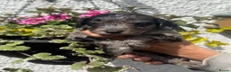 Cockapoo dogs for sale: Ready Now F1 Cockapoo girl - Advert 18