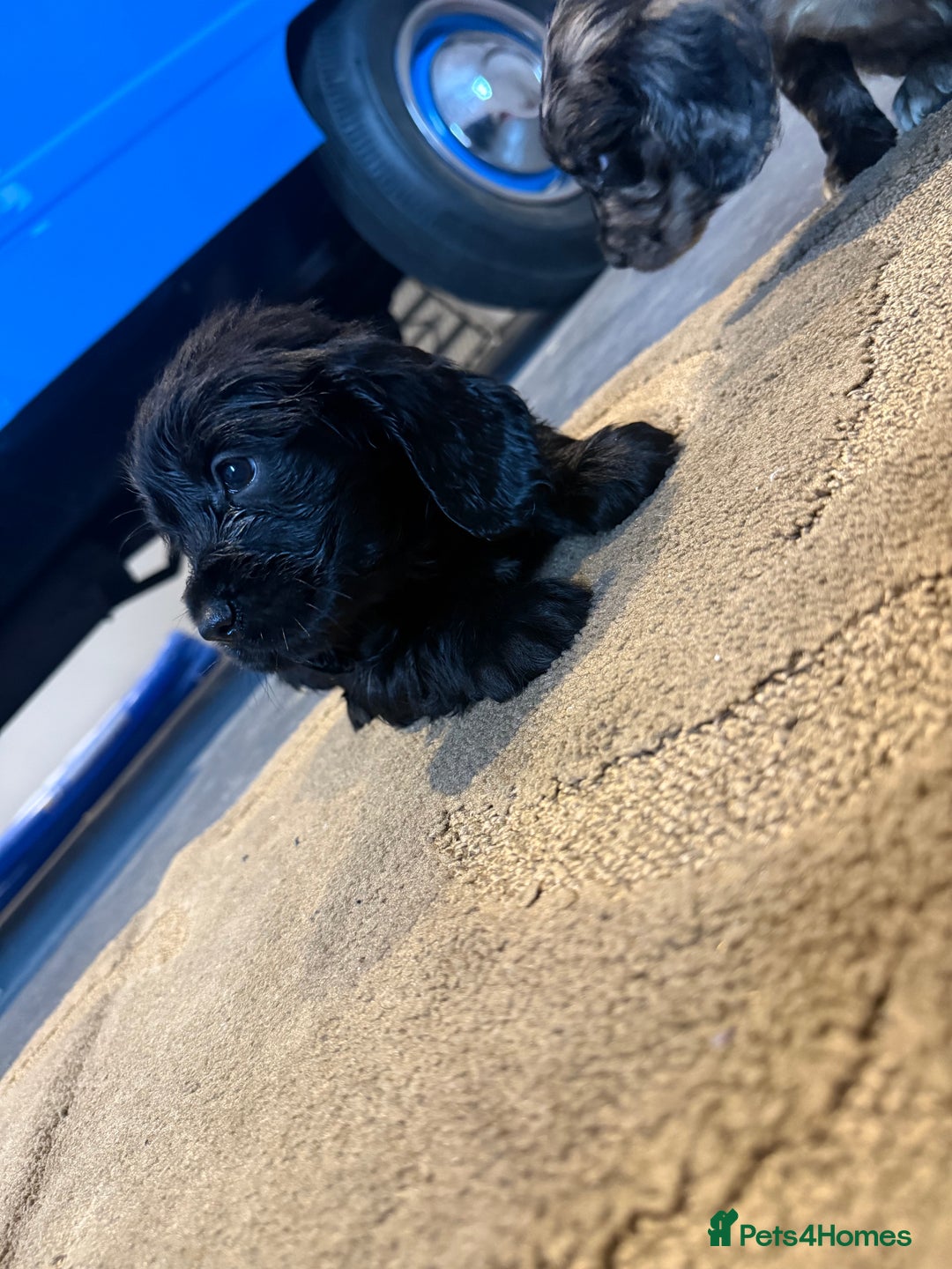 Cocker Spaniel dogs for sale: Cocker spaniels  - Image 4