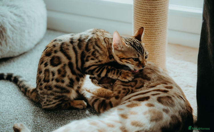 Bengal cats - Advert 1
