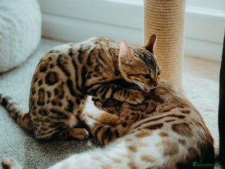 Bengal cats - Advert 19