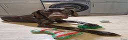 German Shorthaired Pointer dogs for sale: Our German Short Haired Pointer! - Advert 3