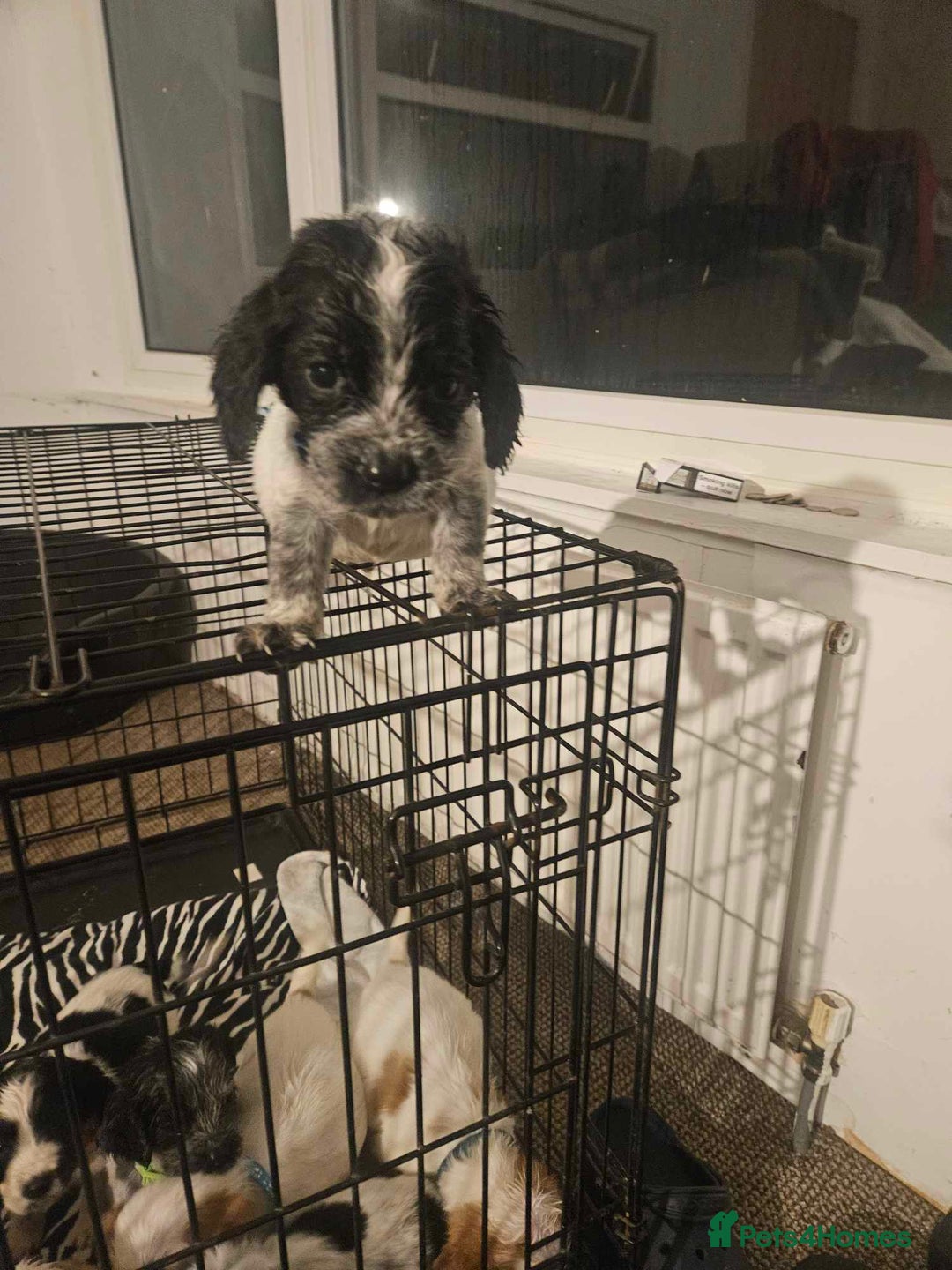 Cocker Spaniel dogs for sale: Cocka spaniel - Advert 13